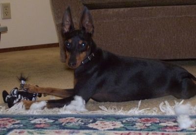 एक काले और भूरे रंग का खिलौना मैनचेस्टर टेरियर कुत्ता घास में बाहर लेटा हुआ है और आगे देख रहा है। इसके कान सामने की ओर फ्लॉप हो जाते हैं।