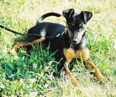 En sort og solbrun legetøj Manchester Terrier hund iført en hæregrøn pels med en fuzzy hætte og den sidder på en sort top. Dens ører er beskåret til et punkt og trænet til at stå lige op.