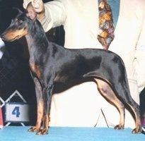 Linkes Profil - Ein schwarzbrauner Toy Manchester Terrier-Hund steht auf einem Schauhundestapel und dahinter hält eine Person den Kopf hoch.