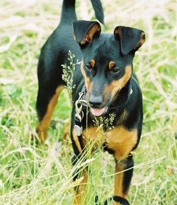 En svart och solbränd leksak Manchester Terrier hund står i högt gräs. Dess mun är öppen och tungan är ute och öronen floppas över och svansen är uppåt. Den ser ner och åt vänster.