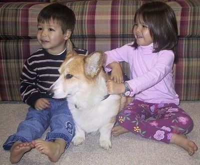 Rjava s belim psom Pembroke Welsh Corgi sedi med dvema otrokoma ob vznožju kavča.