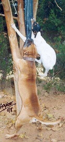 En vit med svart och solbränd Perro Ratonero Andaluz hoppar upp mot ett träd för att bita en trasa. Det finns en större solbränd Alano Espanol-hund bredvid den som gör exakt samma sak.