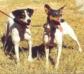Framifrån - Två tricolor vita med svart och solbränna Perro Ratonero Andaluz hundar står i gräs och ser till höger. En hund har öron som hänger ner och den andra hunden har extra öron.