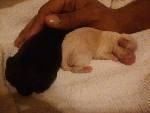 Δύο κουτάβια που βάζουν σε ένα κρεβάτι σκύλου με ένα χέρι και στα δύο