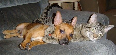 Mačka in pes na modrem kavču. Na desni strani leži kratkodlaka rjava psička Rat-Cha, za njo pa siva tigrova mačka, ki leži na desni s tačkami, ovitimi okoli vratu psov. Mačka in pes imata podobne oblike ušes, čeprav pes
