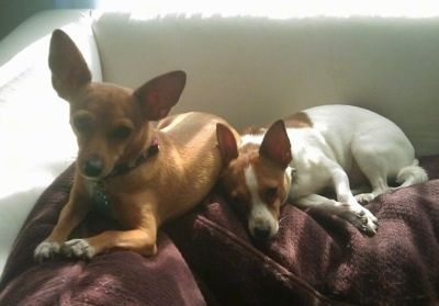 Dva psa, ki sta se ulegla na rjave blazine na bel kavč. Veliko ušesno rjava z belo Rat-Cha leži poleg manjše ušesne bele z rjavo Rat-Cha.