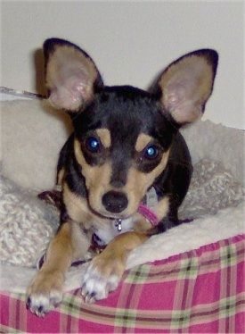 Μπροστινή όψη - Ένα μαύρο με μαύρο και άσπρο κουτάβι Rat-Cha ξαπλώνει σε ένα ροζ καρό κρεβάτι σκύλου με ανυπομονησία. Έχει μεγάλα αυτιά.