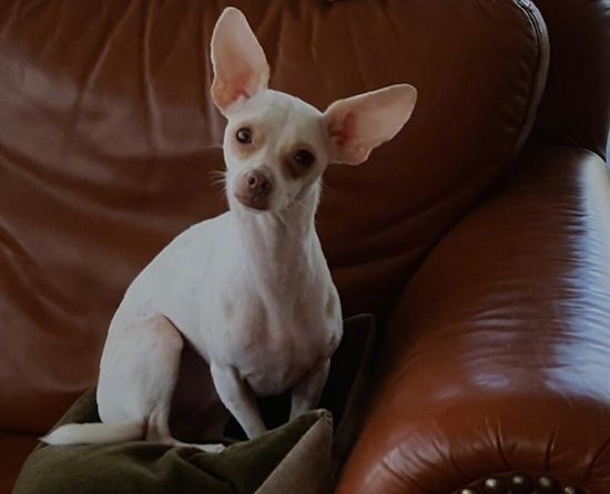 Putih telinga besar dengan warna cokelat Rat-Cha sedang duduk di atas bantal di sofa. Anjing kecil itu