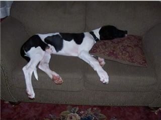 Большой черно-белый щенок датчанина спит на зеленой кушетке, а его голова лежит на коричневой подушке.