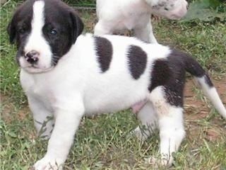 Крупным планом вид сбоку - черно-белый щенок Святого датчанина стоит на траве и смотрит вперед. За ней стоит еще один щенок.