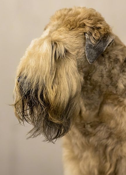Pogled od spredaj na valovito prevlečenega rjavega psa s črnim obrazom z daljšimi dlačicami, ki psom pokrivajo oči, črnim nosom in majhnimi ušesi v obliki črke v, ki se na konicah zložijo naprej.
