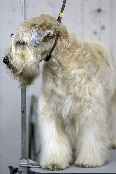Pogled od spredaj na mehko dlakavega psa z brado in kratkimi ušesi v obliki črke v, ki visijo ob straneh. Pes ima črn nos in na glavi valovito dlako. Njegove dolge obrvi pokrivajo oči. Okrog vratu je razstavni pes, ki drži glavo.