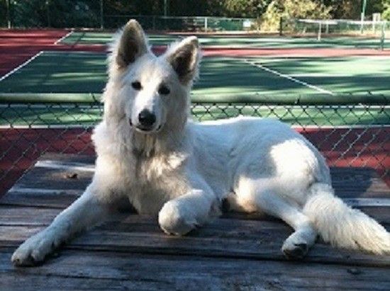 एक बड़ा सफेद चरवाहा कुत्ता एक टेनिस कोर्ट के सामने एक पिकनिक टेबल पर लेट गया