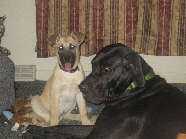 Eine große Bräune und ein schwarzer Welpe sitzen neben einem extra großen schwarzen Hund mit einem riesigen Kopf und Körper und sehr langen Beinen in einem Wohnzimmer, das von Hundespielzeug umgeben ist