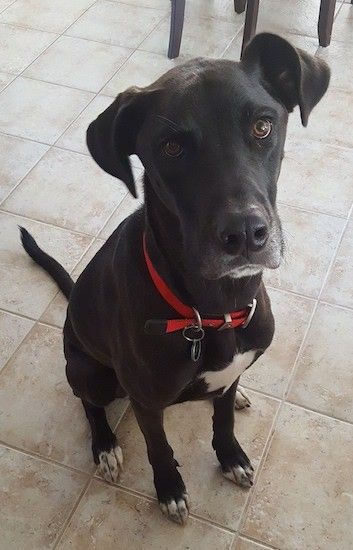 Ein großer, dünner, kurzhaariger schwarzer Hund mit Ohren, die sich mit weißen Spitzen auf den Pfoten und weiß auf dieser Brust zur Seite falten und auf einem braunen Fliesenboden sitzen und mit runden braunen Augen nach oben schauen