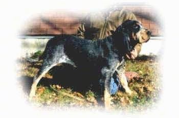 הצד הימני של כלב גאסקון כחול אמריקאי שעומד בערימה תנוחה על דשא עם אדם מאחוריו