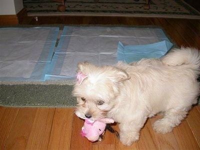 Тъмно хаванско кученце стои пред килим с надписи върху него. Кученцето е с розов лък и в устата си има розова плюшена играчка
