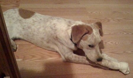 Baltas ir rudas Labraheeler šuo guli ant kietmedžio grindų, kramtydamas kailio kailį.