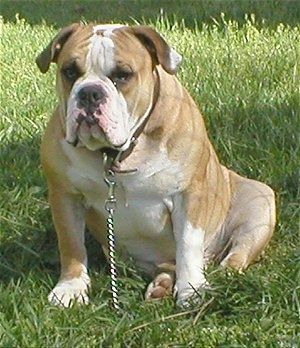 Widok z przodu - Szeroki tors, muskularny, pomarszczony, opalony z białym Olde Victorian Bulldogge siedzi w trawie twarzą do przodu.