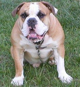 전면보기-부피가 크고, 가슴이 크고, 머리가 크고, 입술이 큰 황갈색, 흰색 Olde Victorian Bulldogge가 잔디에 앉아 있습니다. 입이 열려 있습니다.