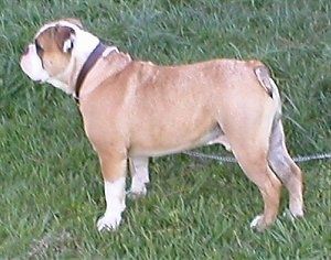 Perfil esquerdo - um bronzeado com o Olde Victorian Bulldogge branco está parado na grama com sua guia de metal ao lado.