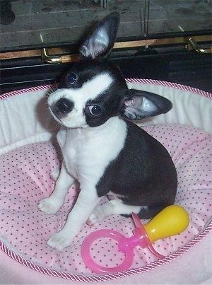 O lado esquerdo de um filhote de cachorro Boston Huahua preto com branco que está sentado em uma cama de cachorro de bolinhas rosa e sua cabeça está inclinada para a direita. Há um brinquedo de chupeta ao lado dela.