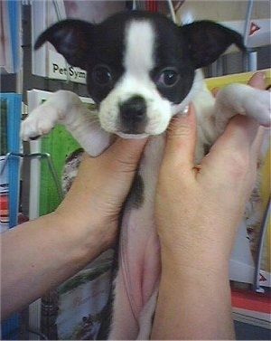 Close-up - Een zwart-met-witte Boston Huahua-puppy wordt met zijn buik in de handen van een persoon gehouden. De hondenoren hangen aan de zijkant.