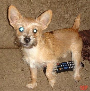 Anak anjing Lucy the Carkie berdiri di sofa di atas alat kawalan jauh TV