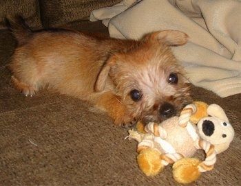 Cucciolo di Lucy il Carkie sdraiato sul divano che morde un giocattolo di corda con pallina da tennis per cani di peluche
