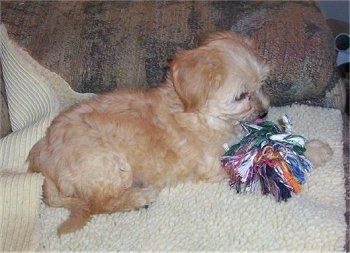 Kitajski psiček Crestepoo leži na preprogi, pred katero je igrača z vrvjo