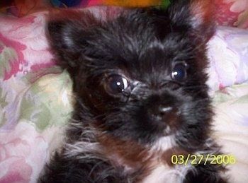 Close Up - Cami de zwart-witte Chorkie-puppy ligt op een laken met bloemenprint en kijkt in de camera