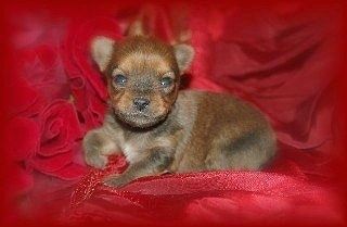 Een uiterst klein bruin puppy Chorkie ligt op een rode deken met een bos rode roze bloemen ernaast