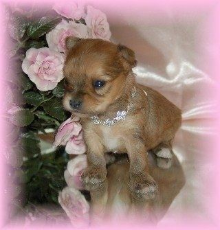 Een klein Chorkie-puppy met een glanzende zilveren halsband zit op een glazen tafel naast roze bloemen.