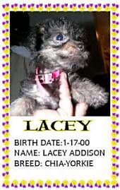 Lacy the Chorkie는 사람에게 붙잡혀 있습니다. 오버레이는 사진의 절반을 차지하는 흰색 상자입니다. 흰색 블록 위에는 단어가 있습니다. 단어는-Lacey 생년월일 : 1/17/00 이름 : Lacey Addison 품종 : Chia-Yorkie