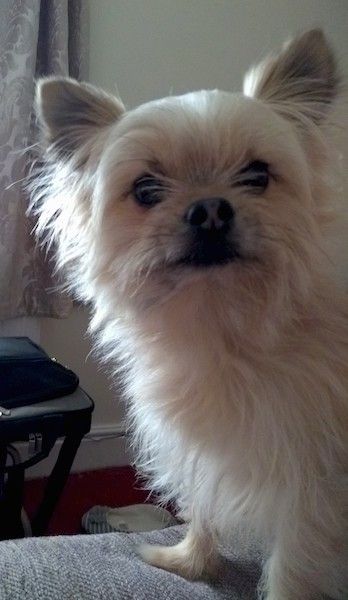 En liten krämfärgad solbrun hund med en lång kappa och små perk triangulära öron som är breda isär med breda mörka ögon som har hår framför sig, en svart näsa och svarta läppar och korta ben som står på en grå soffa.