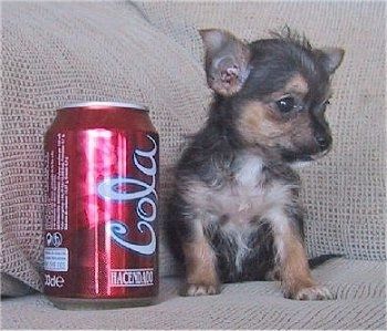 Een klein zwart, bruin en wit Chorkie-puppy zit op een bank naast een blikje cola dat bijna net zo groot is als de puppy