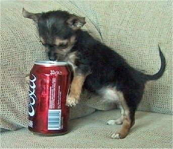 Một chú chó con Chorkie đang đứng trên chiếc ghế dài và nhìn vào đầu lon Cola mà nó đang ngồi bên cạnh. Con chó con có kích thước gần bằng cái lon