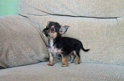 Un petit chiot Chorkie noir, beige et blanc est debout sur un canapé et regarde vers la gauche