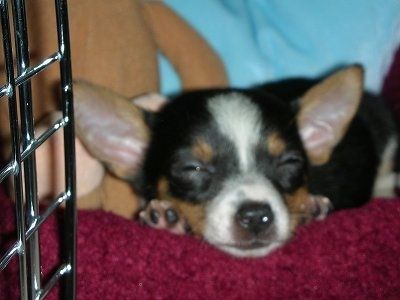 Трехцветный щенок Чорки Самсон спит на красной собачьей подстилке в клетке.