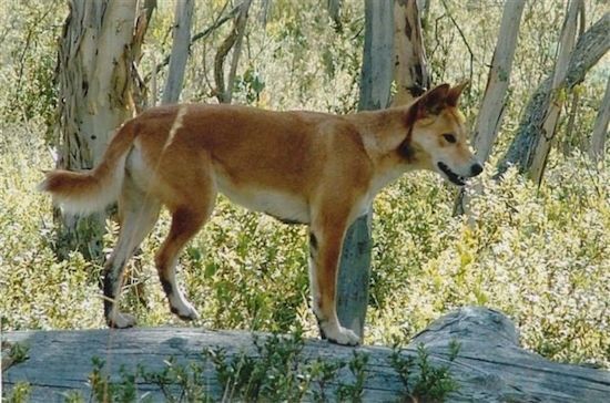 Talli the Dingo ormanda yere düşmüş bir ağacın üzerinde duruyor