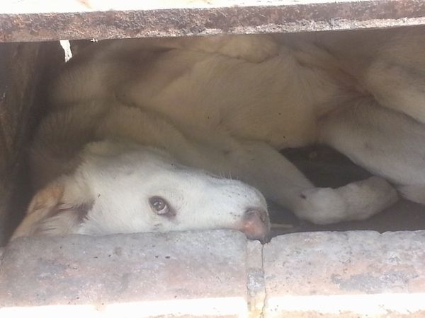 Biely dingo so svetlohnedým nosom a tmavými očami ležiaci pod betónovou verandou pri pohľade na camrea.