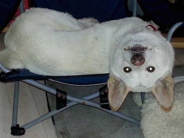 Biely dingo s hnedými ušami, hnedým nosom a tmavými očami položený na zloženej modrej stoličke, visiaci hlavou hore dole. Má perk uši.