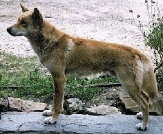 Sol Profil - Bir Dingo, arka planda fırça ve kum bulunan büyük bir kayanın üzerinde duruyor