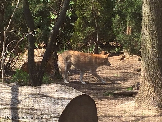Ormanda yürüyen bir dingo