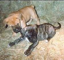 Две кученца, лежащи на диван - Жълто кученце от Неболишки мастиф стои до носещия сив тигъл Неболишки мастиф.