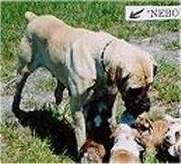 Een kleurtje met witte Nebolish Mastiff staat in het gras boven een nest Boxer-puppy