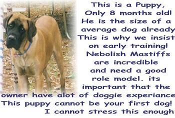 Ένα καφέ με μαύρο Nebolish Mastiff στέκεται στο χώμα. Δίπλα του είναι οι λέξεις - Αυτό είναι ένα κουτάβι, μόλις 8 μηνών! Είναι ήδη το μέγεθος ενός μέσου σκύλου. Γι 