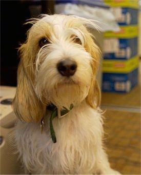 Vedere frontală - Un câine Petit Basset Griffon Vendeen, șaten și cafeniu, stă pe burtă pe un bărbat