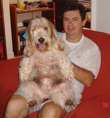 Vista laterale - Un cane petit Basset Griffon Vendeen, irsuto e bianco con il marrone chiaro, sta dormendo su un divano rosso brillante con la testa sul braccio.