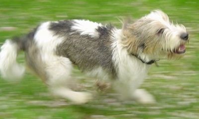 Vista frontal - Um cachorro Petit Basset Griffon Vendeen de aparência desgrenhada, branco com preto e castanho, está sentado na grama olhando para frente. Suas orelhas são longas com muitos pelos.